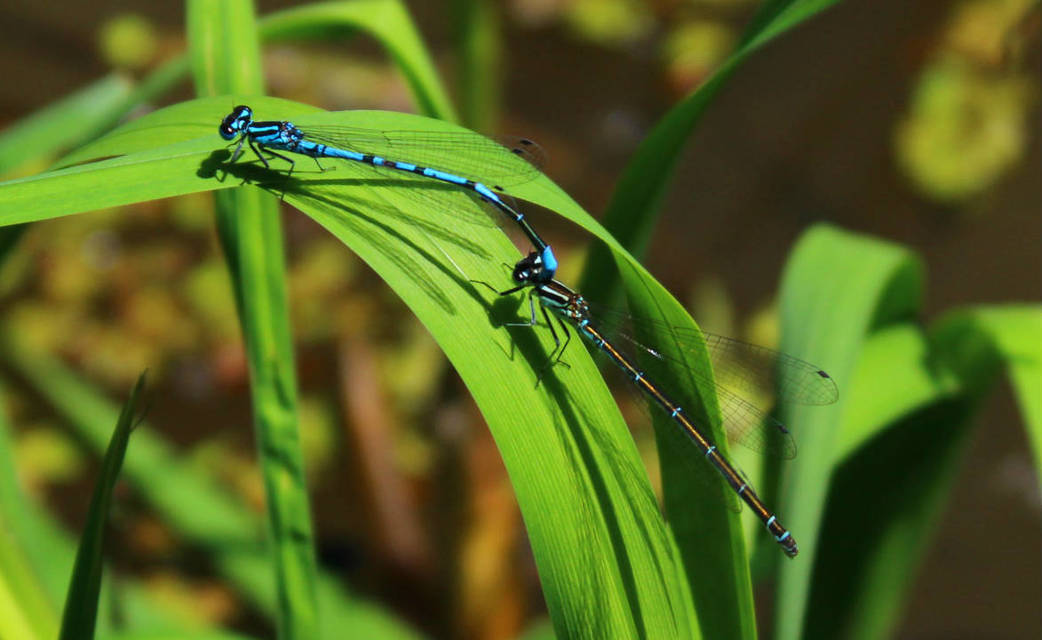 Coenagrion puella - azúrkék légivadász