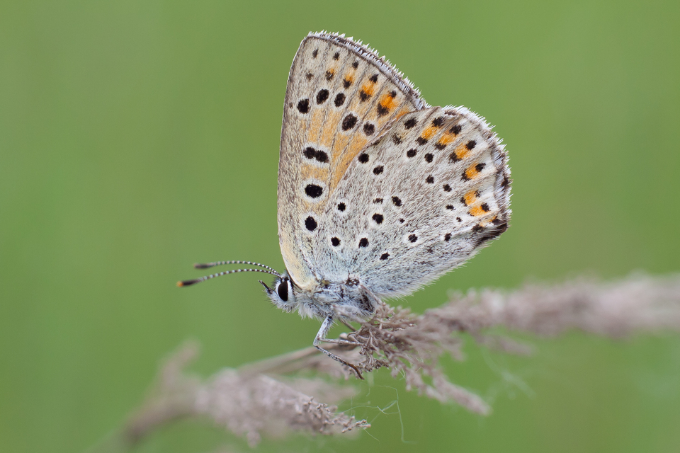 Lycaena tityrus - barna tűzlepke