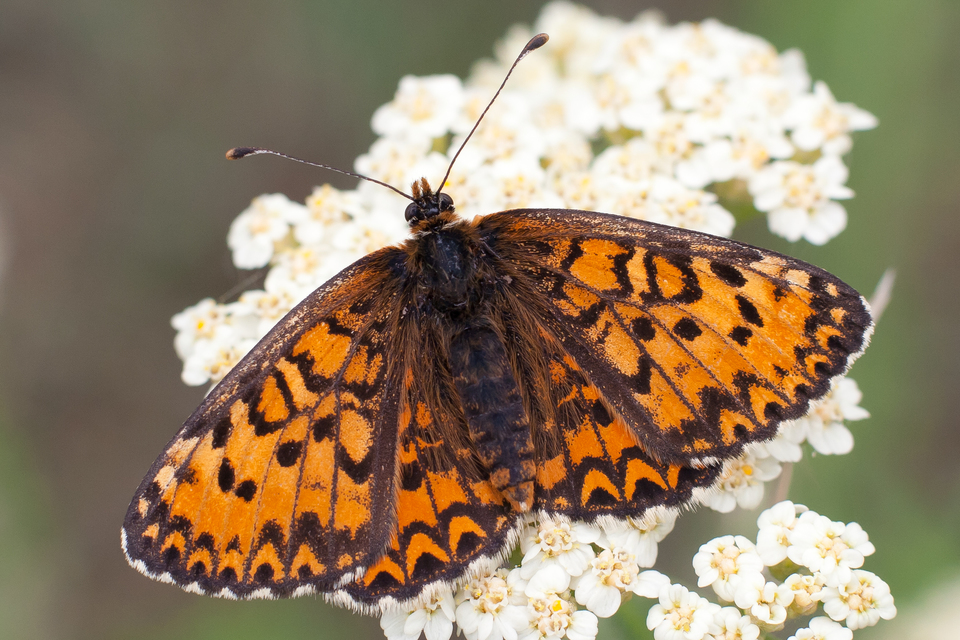 Melitaea trivia - kis tarkalepke