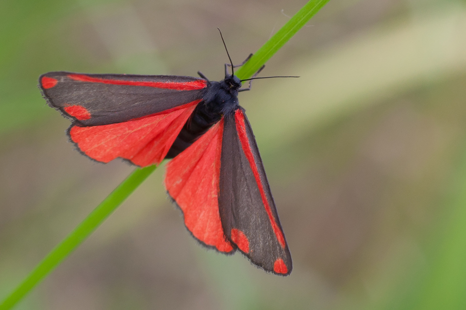 Tyria jacobaeae - jakabfű-medvelepke