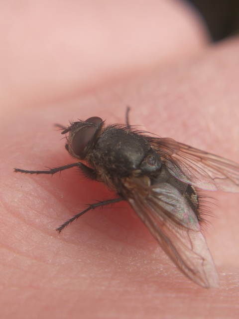 Pollenia