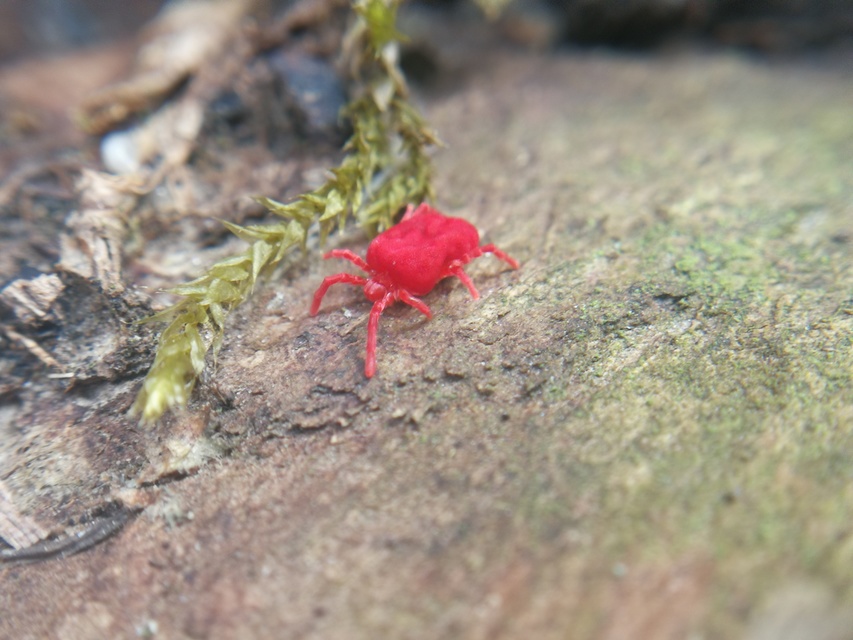 Trombidiidae