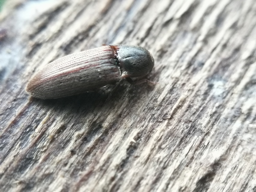 Agriotes lineatus - vetési pattanó