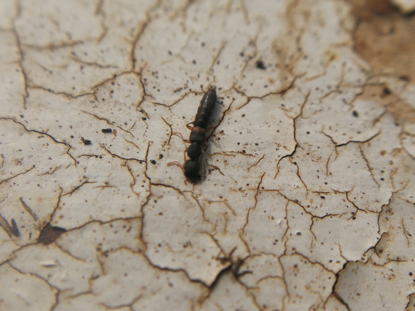 Astenus procerus - karcsú köviholyva
