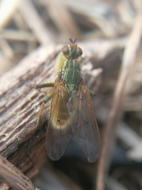 Scathophaga stercoraria - közönséges trágyalégy