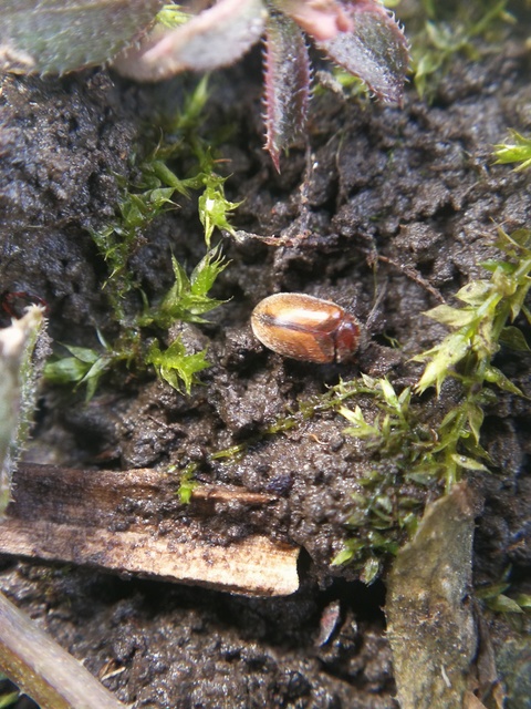 Scirtidae - rétbogárfélék