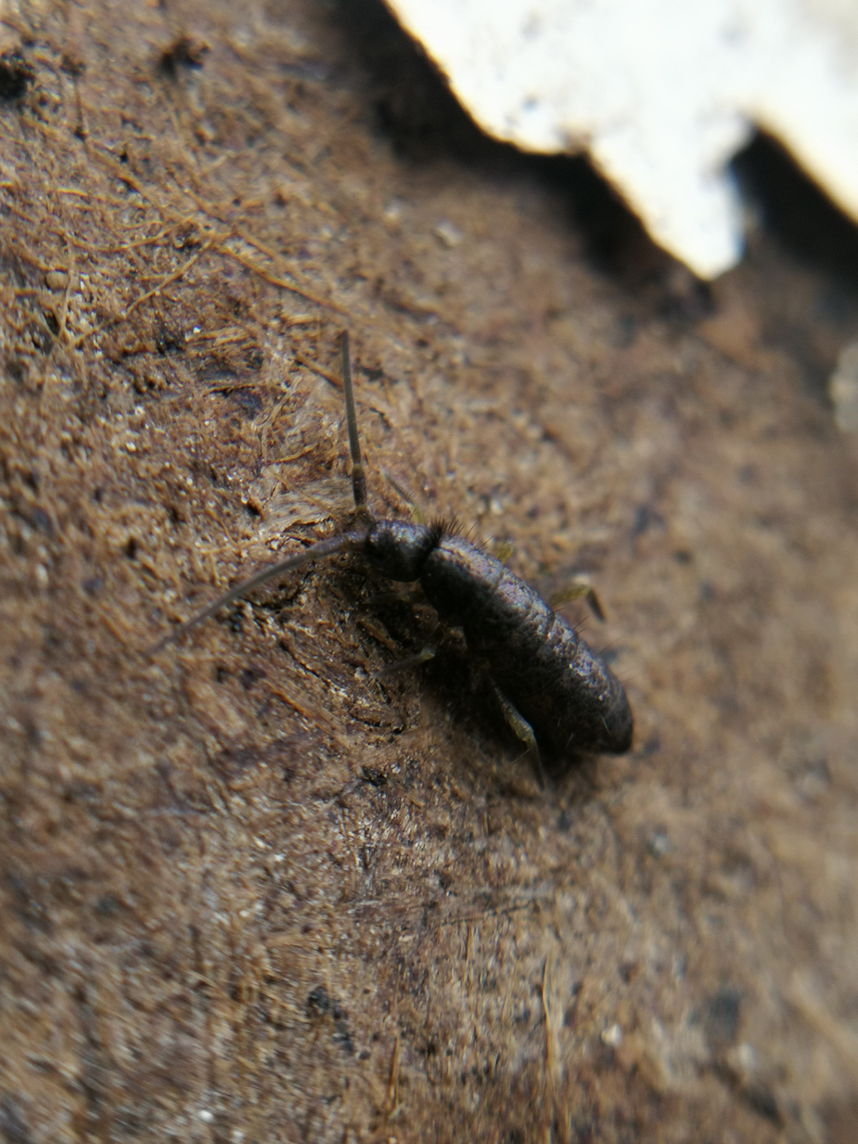 Pogonognathellus flavescens