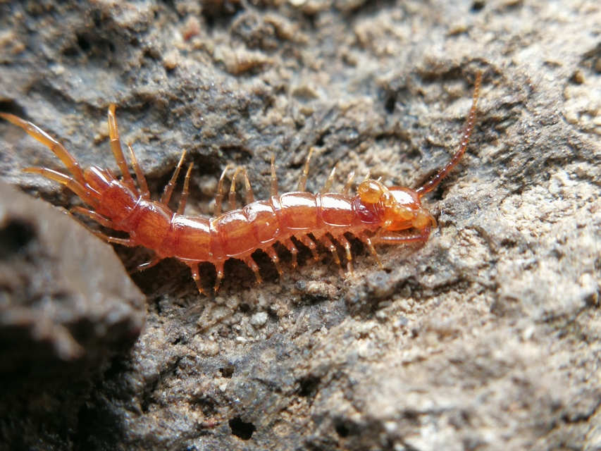 Lithobius
