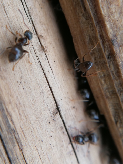 Lasius