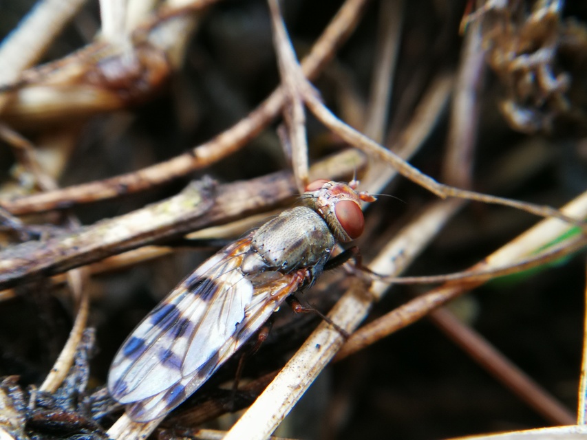Ceroxys hortulana - kerti foltoslégy