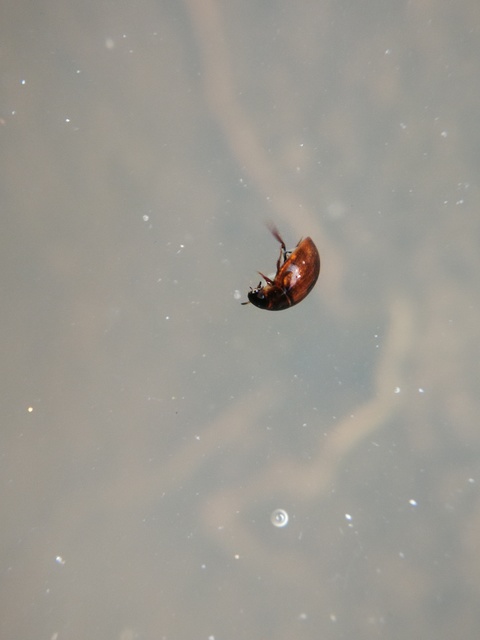 Anacaena