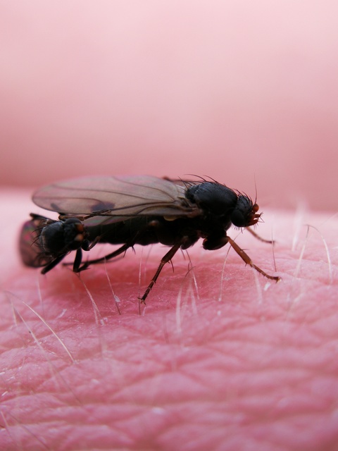 Phoridae - púposlégyfélék
