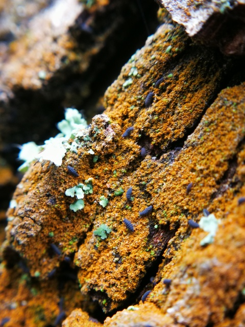 Collembola - Ugróvillások