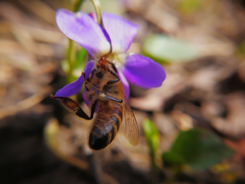 Apis mellifera - háziméh