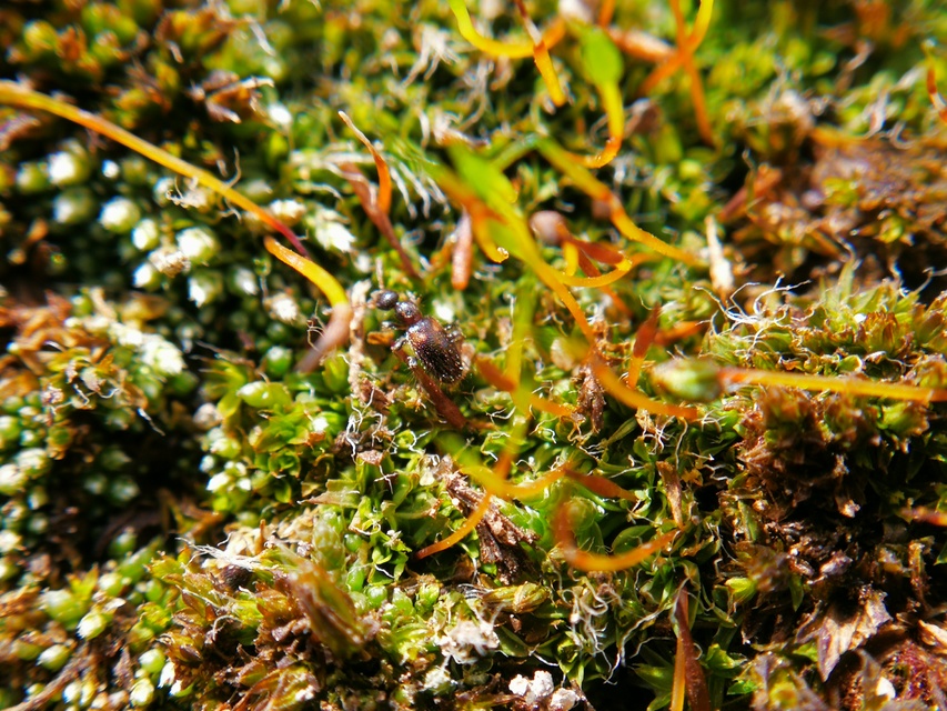 Hirticollis hispidus - szőrös fürgebogár