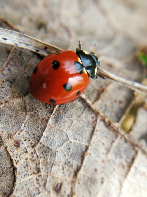 Coccinella septempunctata - hétpettyes katica