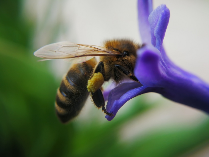 Apis mellifera - háziméh
