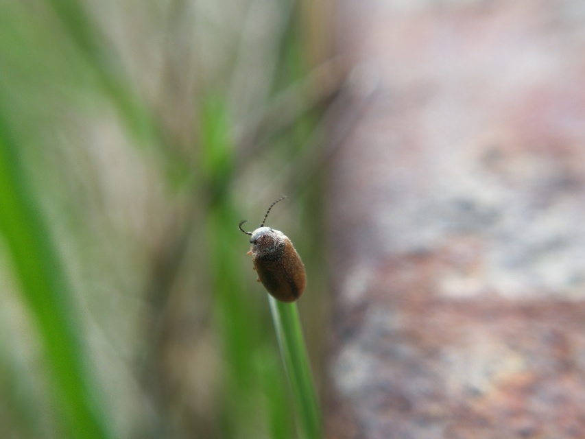 Scirtidae - rétbogárfélék