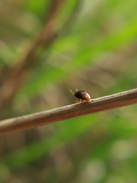 Phalacridae - kalászbogárfélék Phalacridae - kalászbogárfélék
