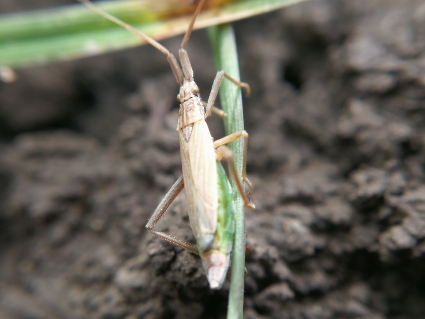 Notostira