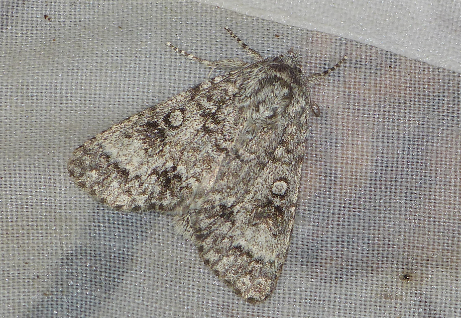 Acronicta megacephala - nagyfejű szigonyosbagoly