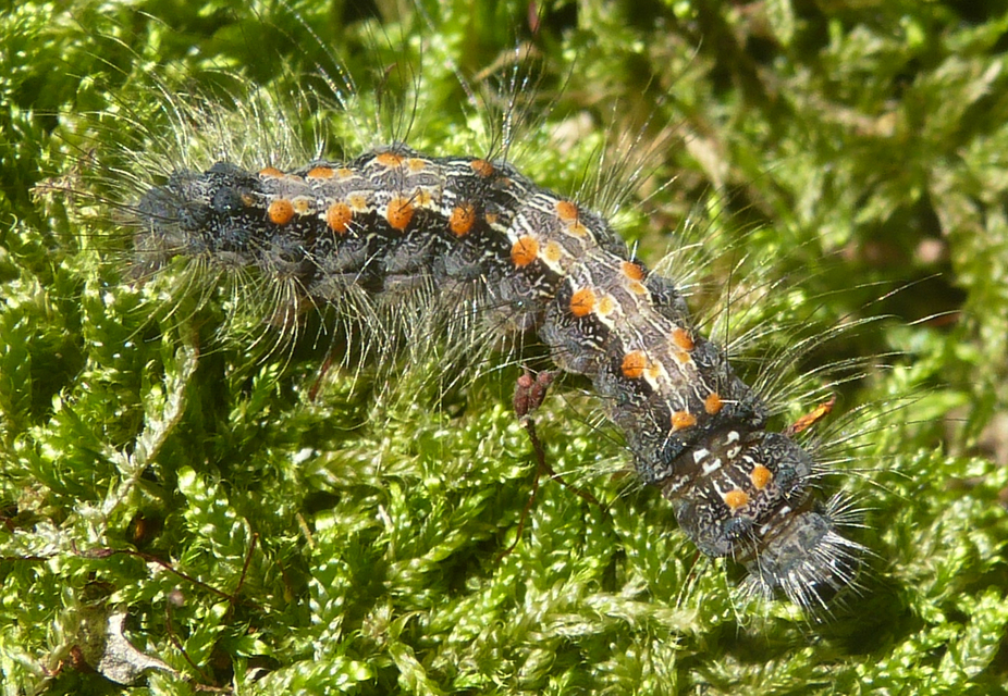 Lithosia quadra - négypettyes zuzmószövő