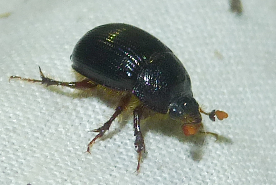Odonteus armiger - mozgószarvú álganéjtúró