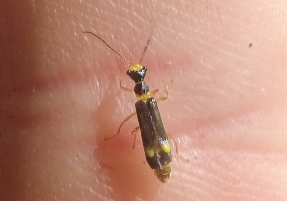 Malthinus flaveolus - közönséges fürkészlágybogár