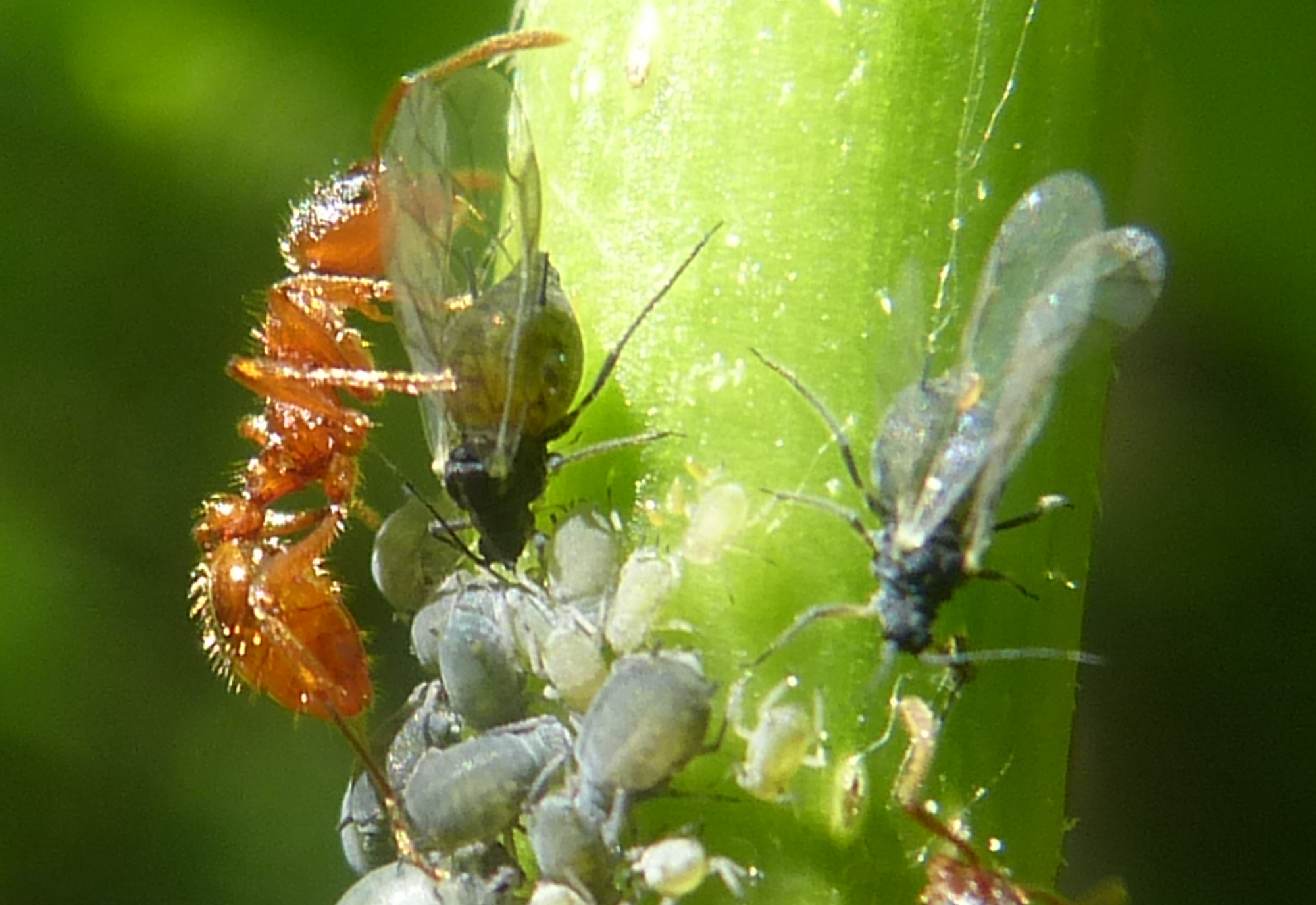 Myrmica rubra - közönséges bütyköshangya