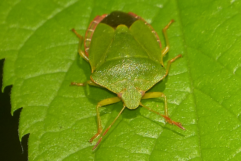 Palomena prasina - zöld bogyómászó-poloska Palomena prasina - zöld bogyómászó-poloska