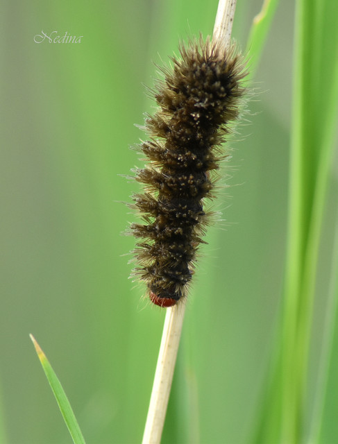 Amata phegea - fehérpettyes álcsüngőlepke
