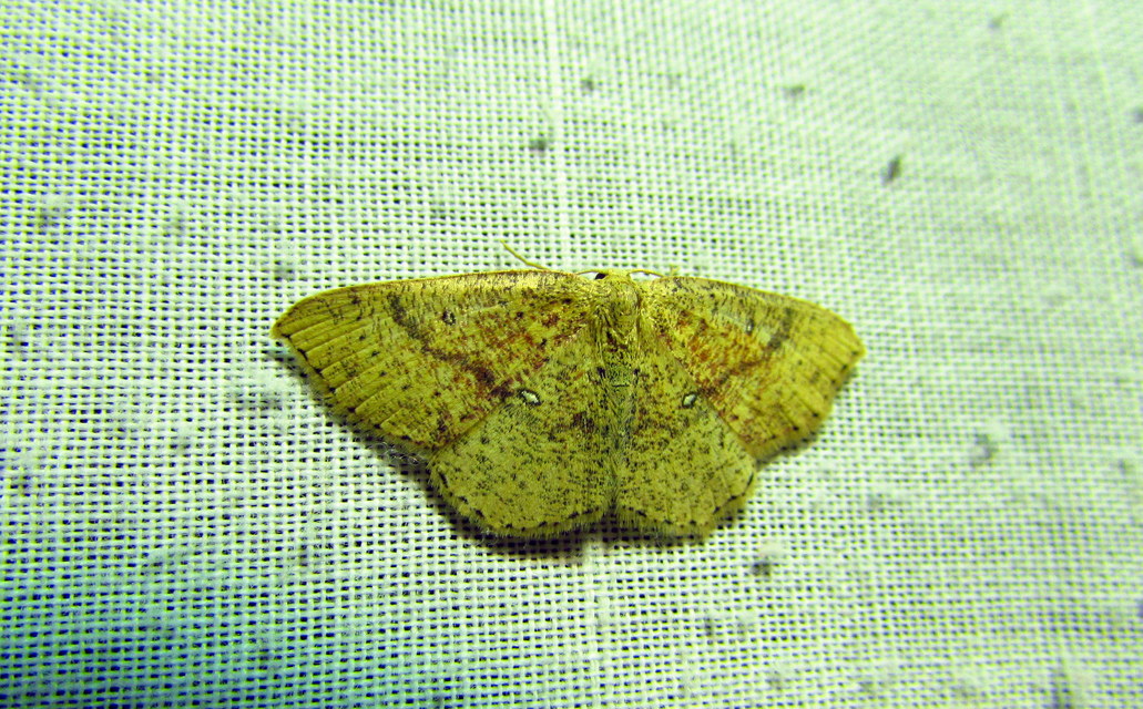 Cyclophora porata - körös pettyesaraszoló
