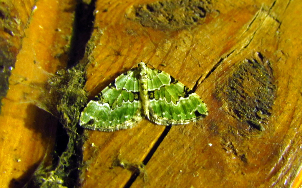 Colostygia pectinataria - zöld levélaraszoló