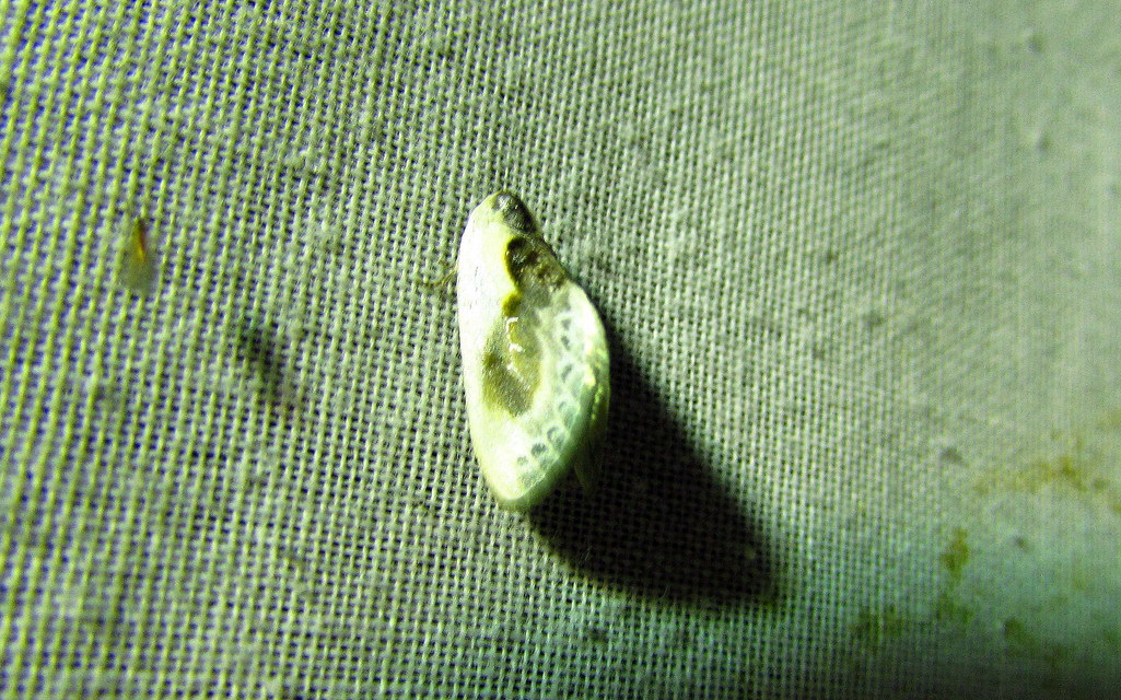 Cilix glaucata - törpe sarlósszövő