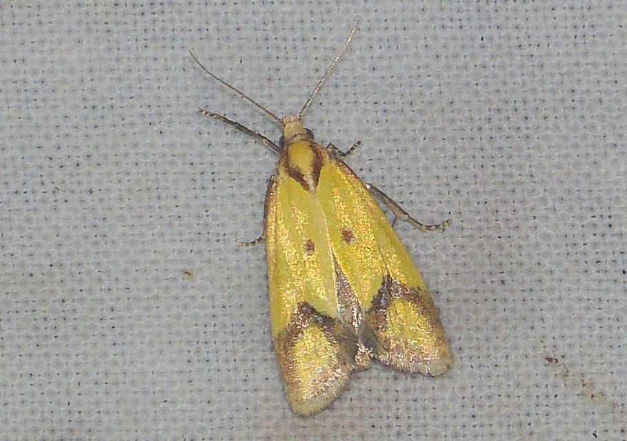 Agapeta zoegana - barnacsíkos sárgamoly