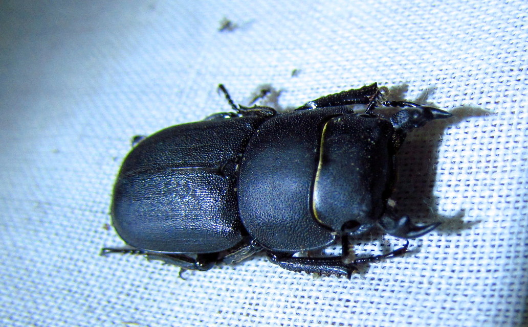 Dorcus parallelipipedus - kis szarvasbogár