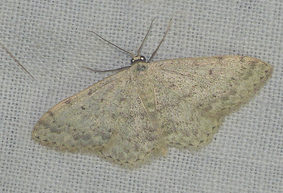 Scopula marginepunctata - pettyes sávosaraszoló