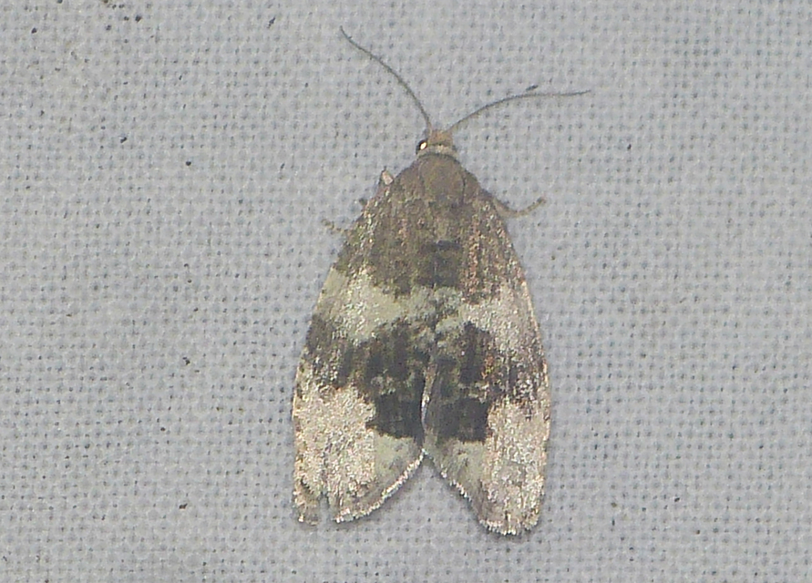 Apotomis