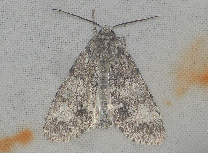 Acronicta megacephala - nagyfejű szigonyosbagoly