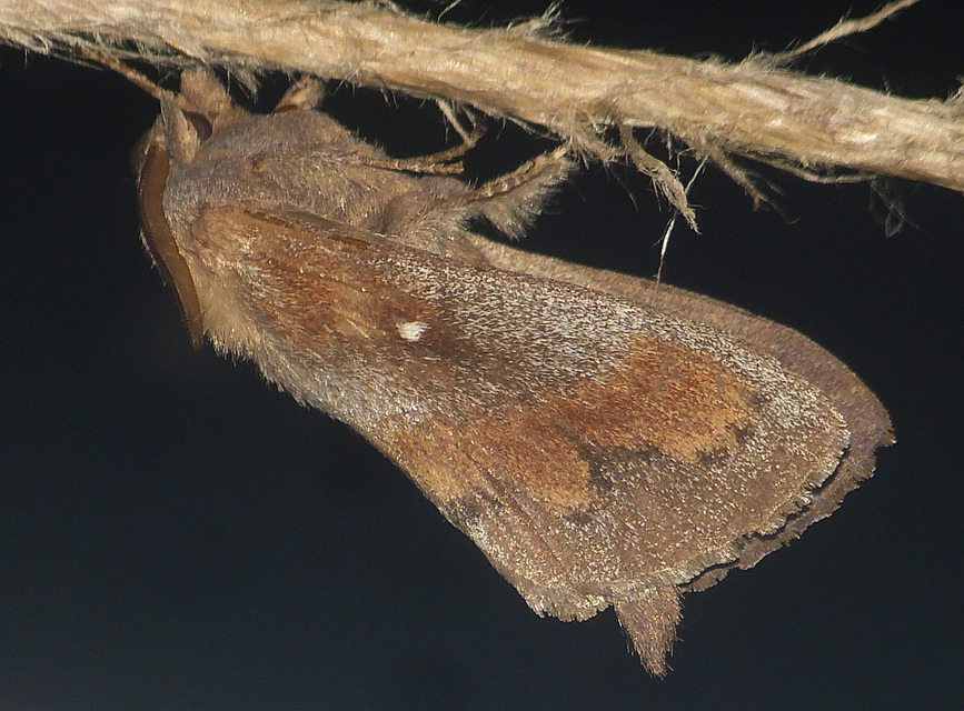 Dendrolimus pini - fenyőpohók