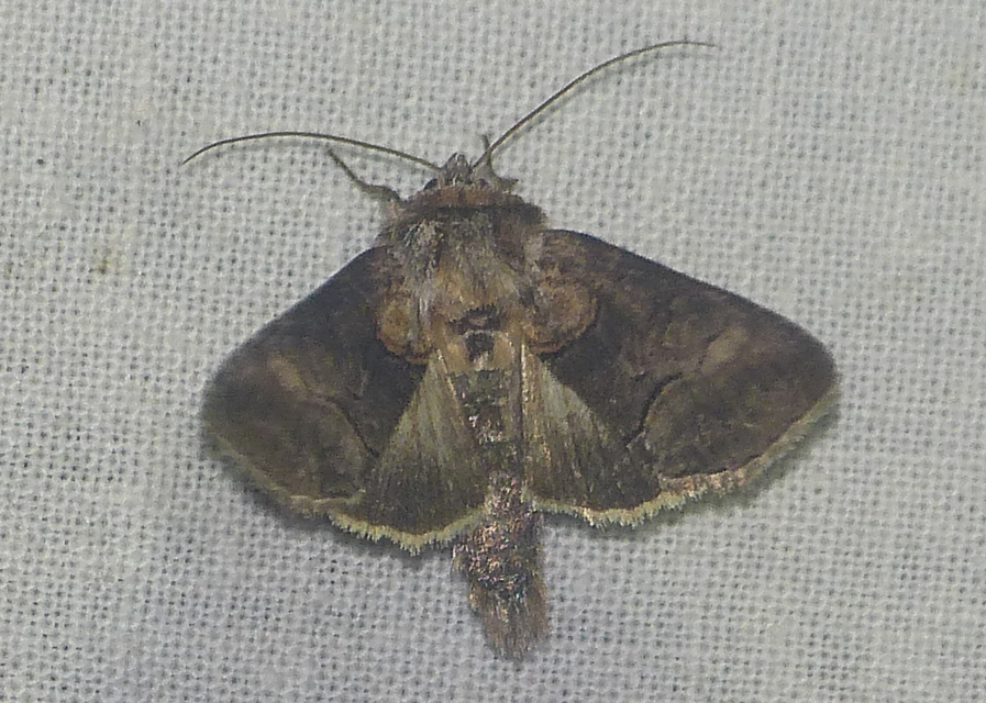 Abrostola asclepiadis - barnaövű csalánbagoly