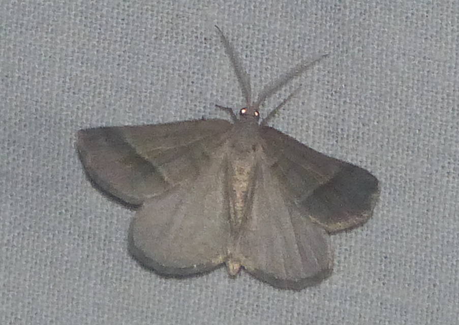 Macaria artesiaria - ibolyásszürke araszoló