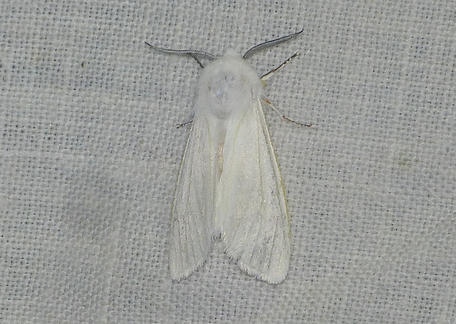 Hyphantria cunea - amerikai fehér medvelepke