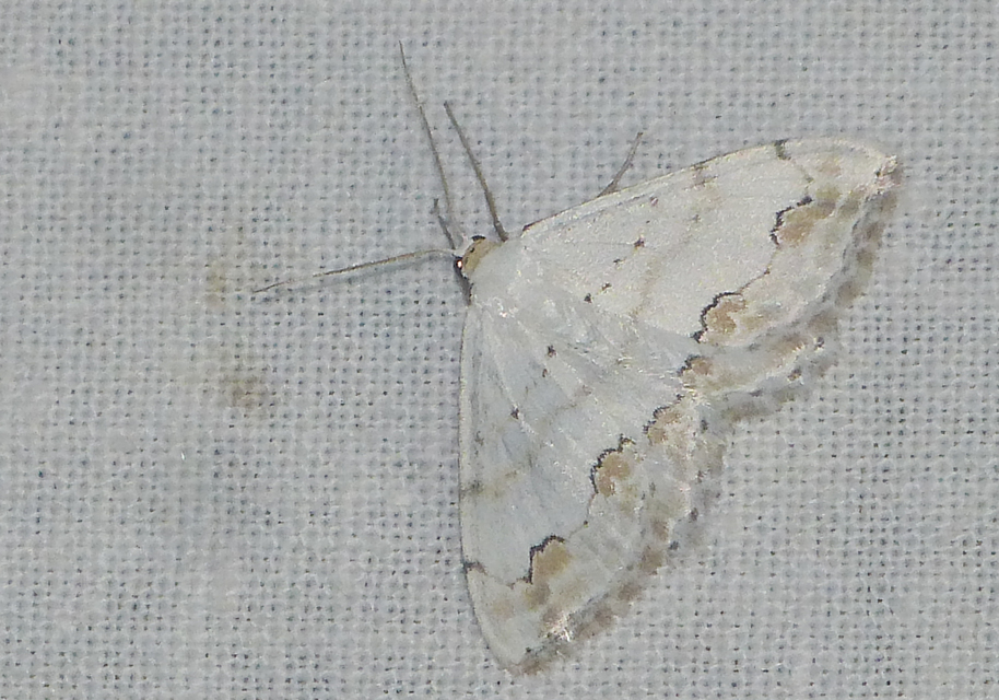 Scopula ornata - díszes fehéraraszoló