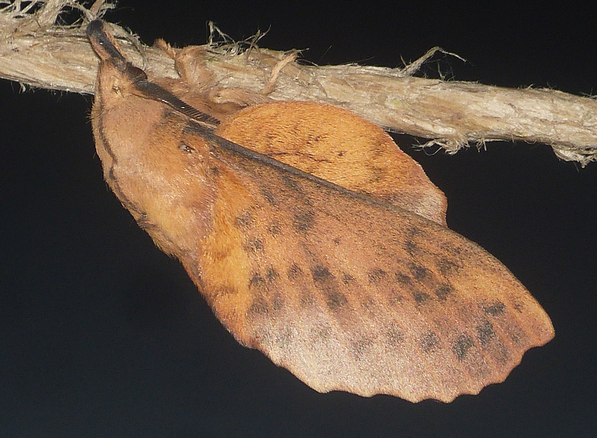 Gastropacha populifolia - sárga pohók