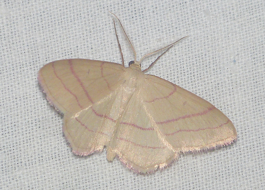 Rhodostrophia vibicaria - pirosszélű araszoló