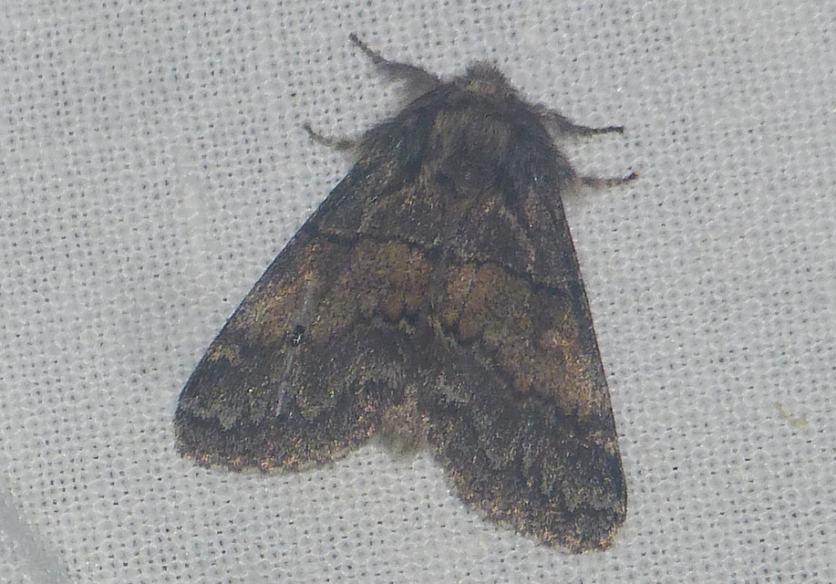 Gluphisia crenata - kormos púposszövő