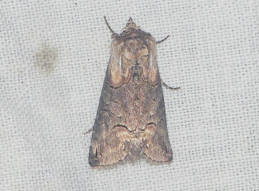 Abrostola triplasia - közönséges csalánbagoly