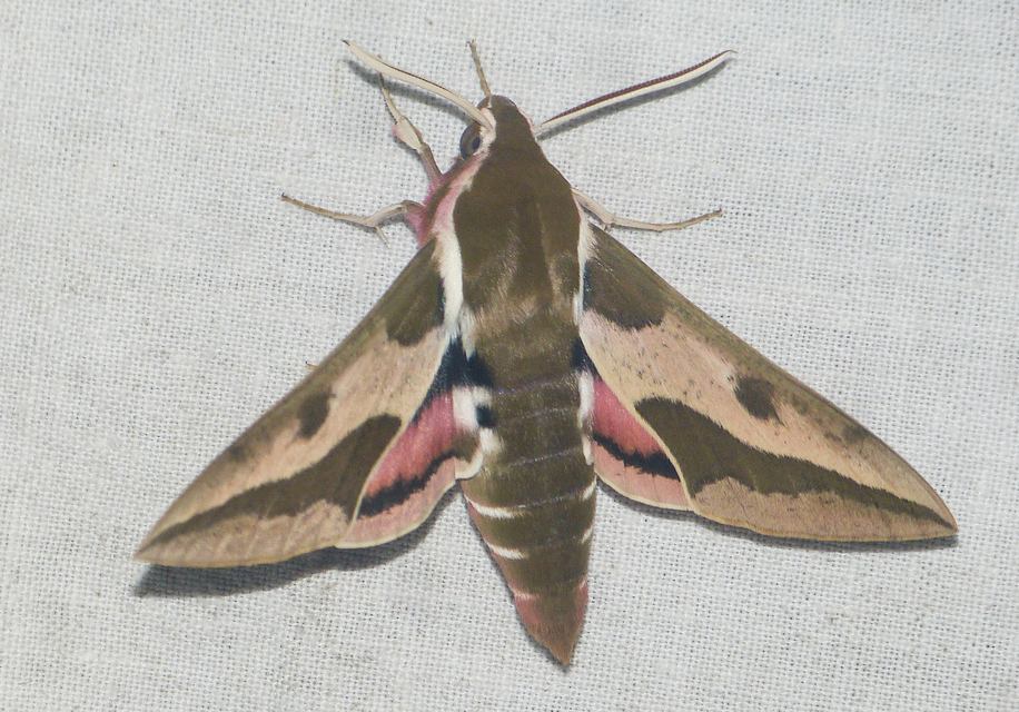 Hyles euphorbiae - kutyatejszender