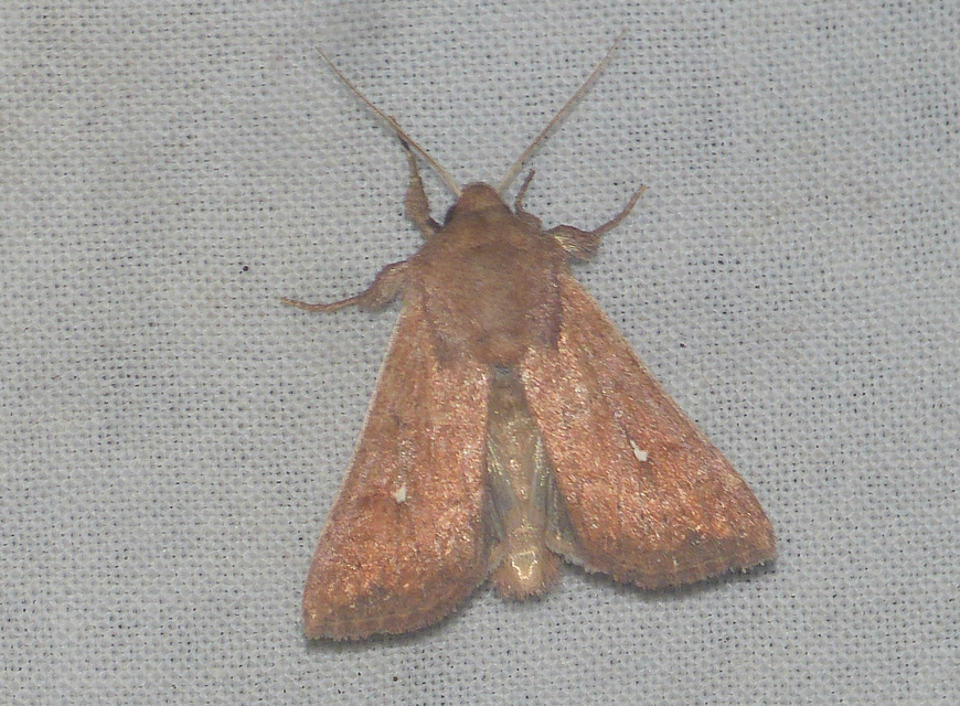 Mythimna albipuncta - fehérpettyes rétibagoly